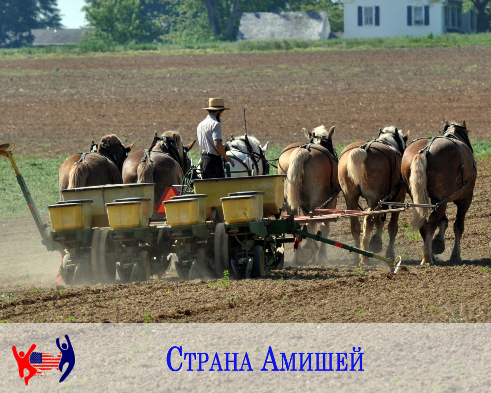 Амиши